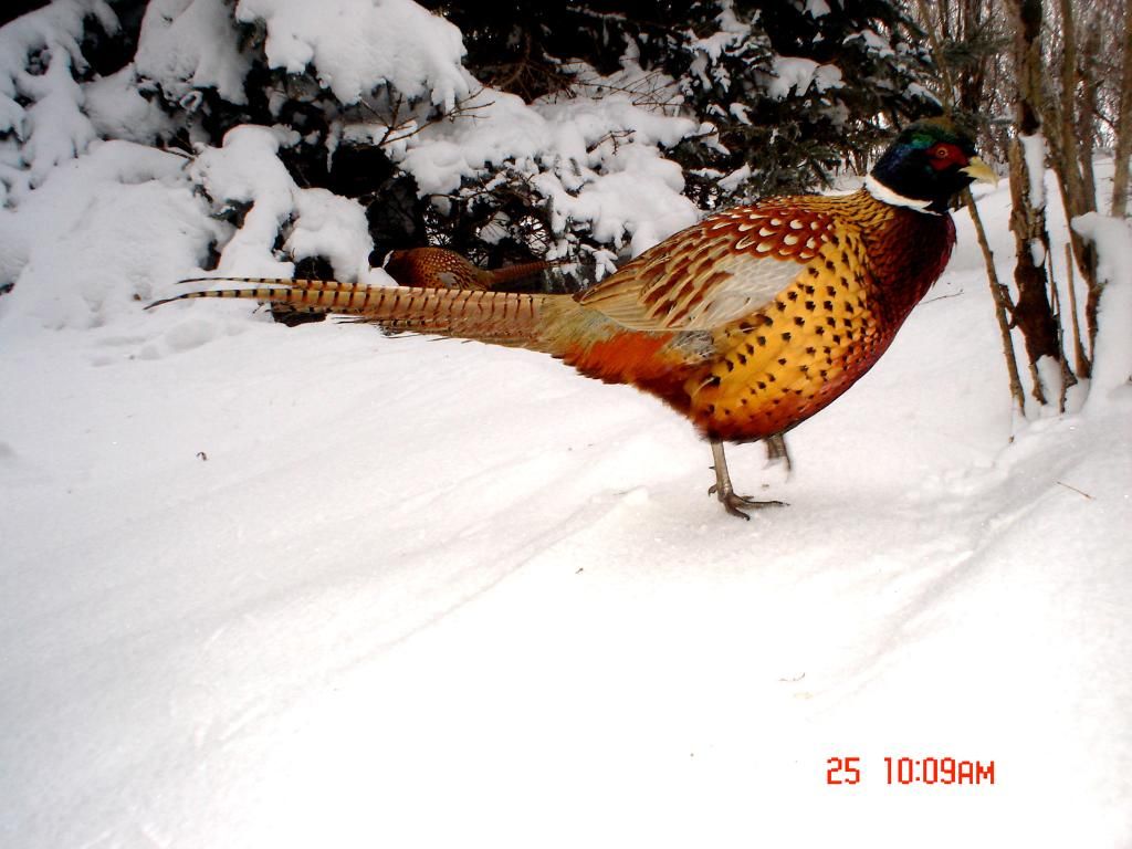 JohnsonsS01-29-201112.jpg