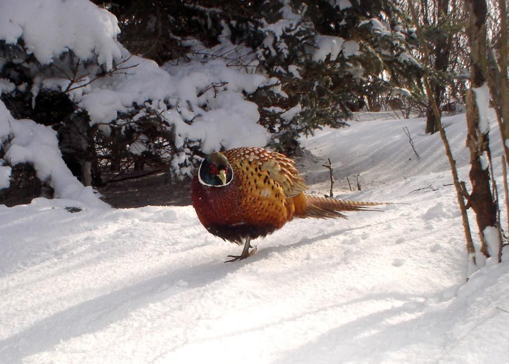 JohnsonsS01-29-201117.jpg