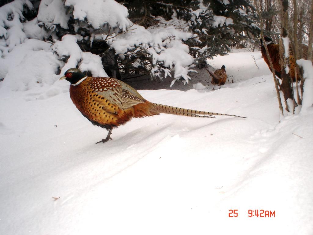 JohnsonsS01-29-20117.jpg