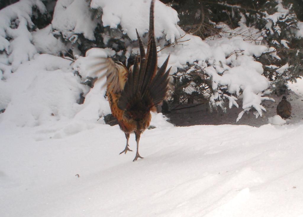 JohnsonsS01-29-20118.jpg