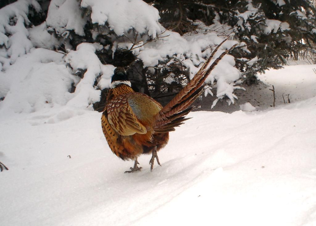 JohnsonsS01-29-20119.jpg
