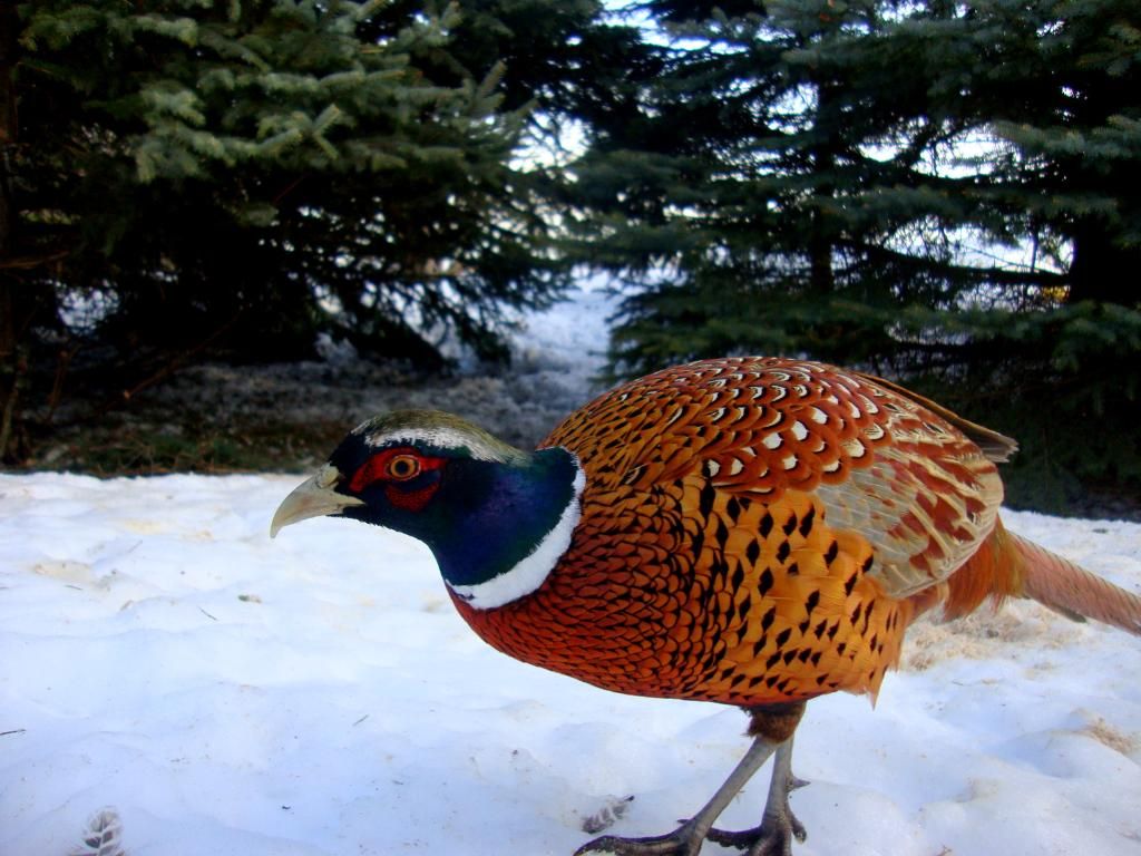 JohnsonsW230-02-17-201149.jpg