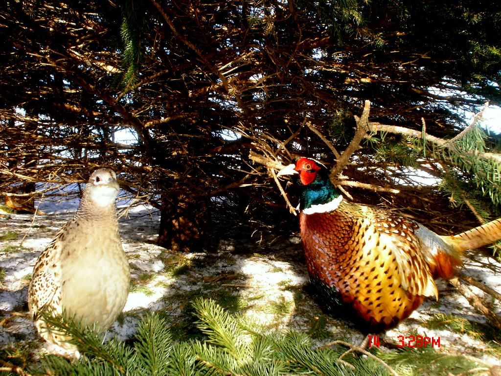 Johnsonsp4103-20-20117.jpg