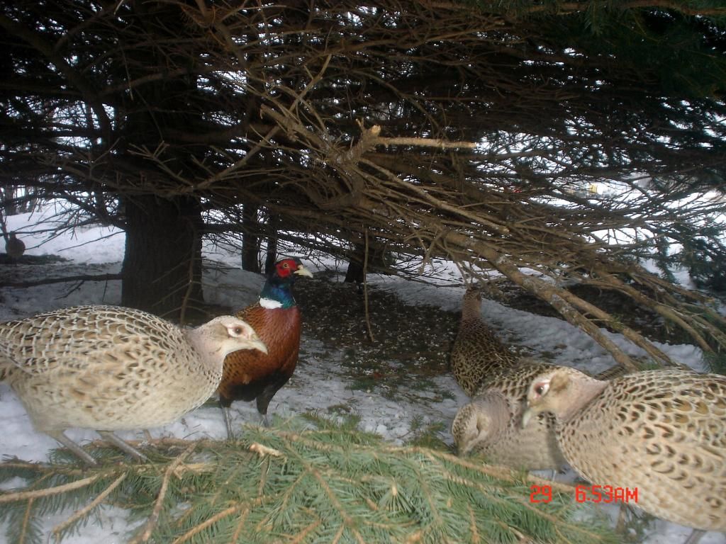Johnsonsp4104-02-201115.jpg