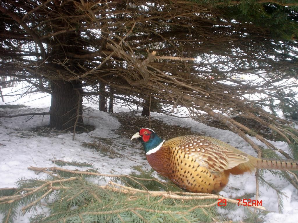 Johnsonsp4104-02-201134.jpg