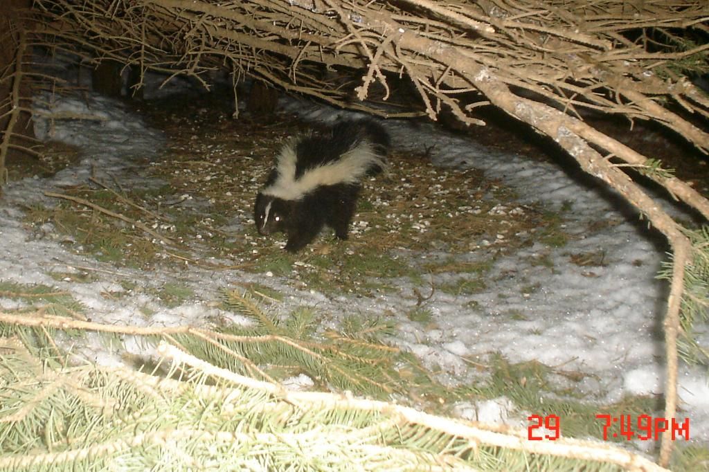 Johnsonsp4104-02-201139.jpg