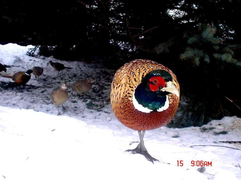 Johnsonswest02-17-201135.jpg