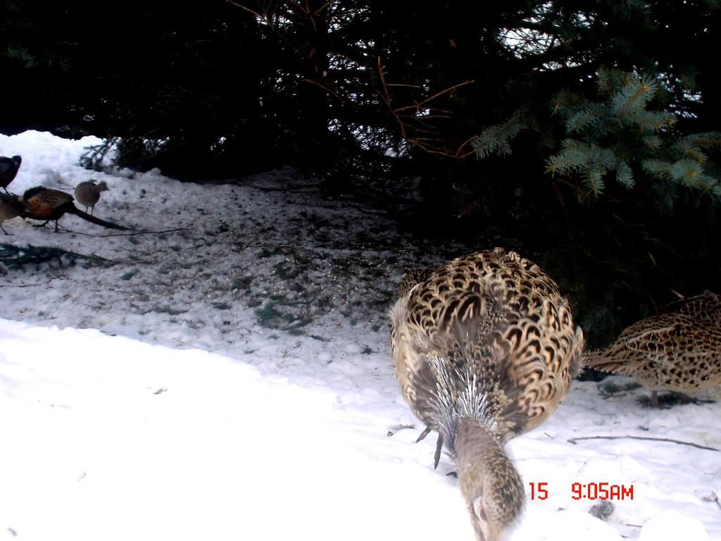 Johnsonswest02-17-201144.jpg