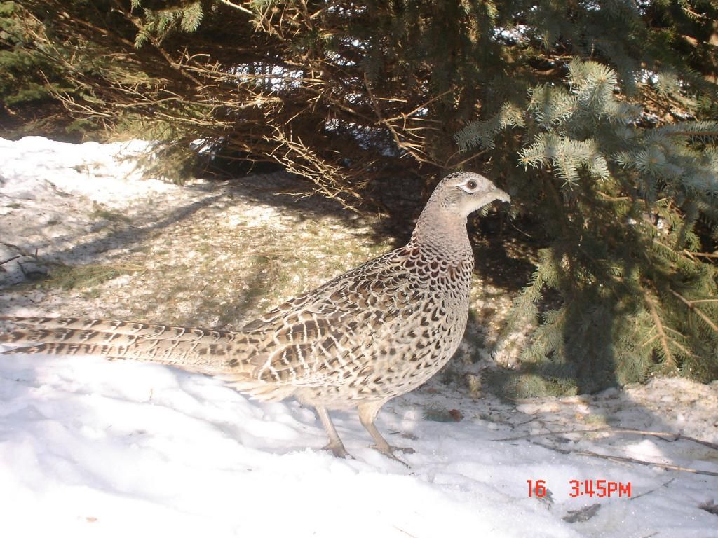 Johnsonswest02-17-201166.jpg