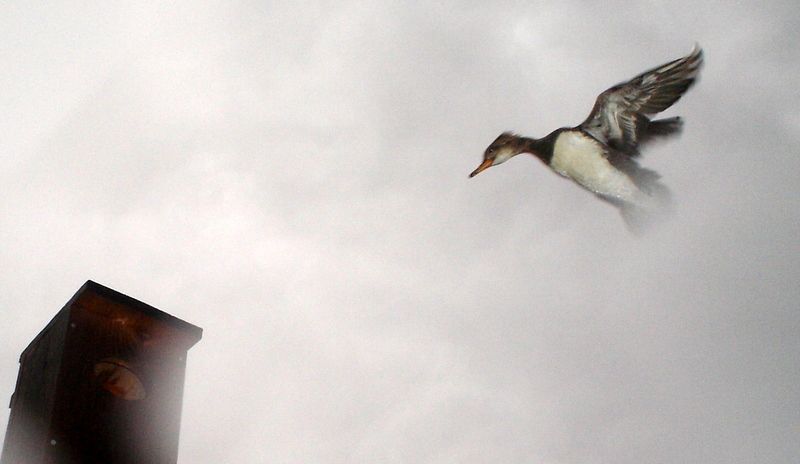 Johnswoodduckhouse05-27-2013.jpg
