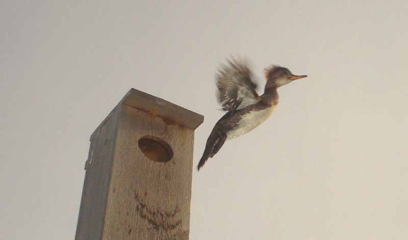 Johnswoodduckhouse05-27-2023.jpg