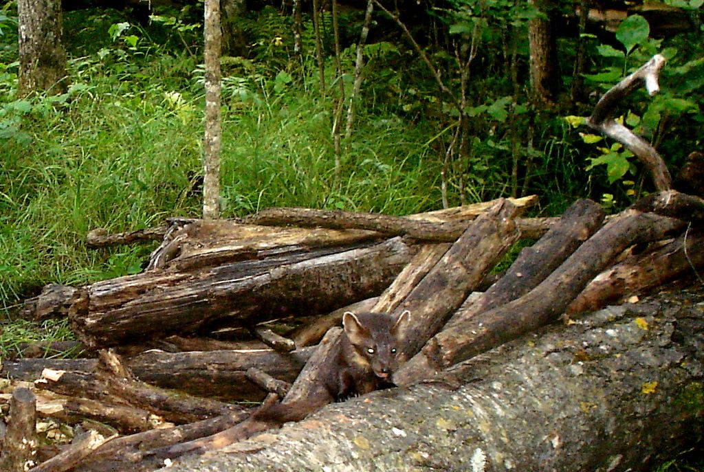 NTFoldAug20-2011144.jpg
