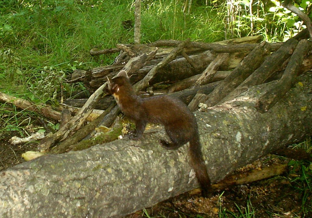 NTFoldAug20-201133.jpg