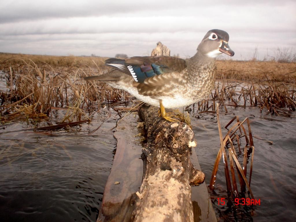 Ryans04-18-2011log14.jpg