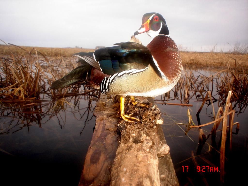 Ryans04-18-2011log18.jpg