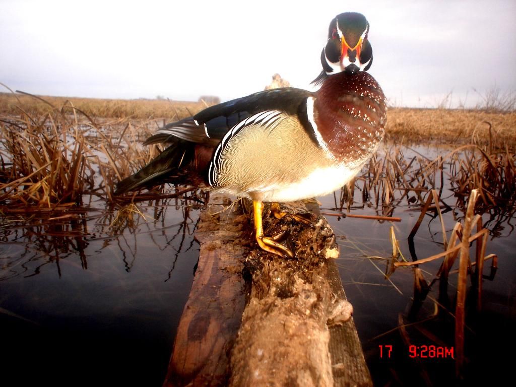 Ryans04-18-2011log21.jpg