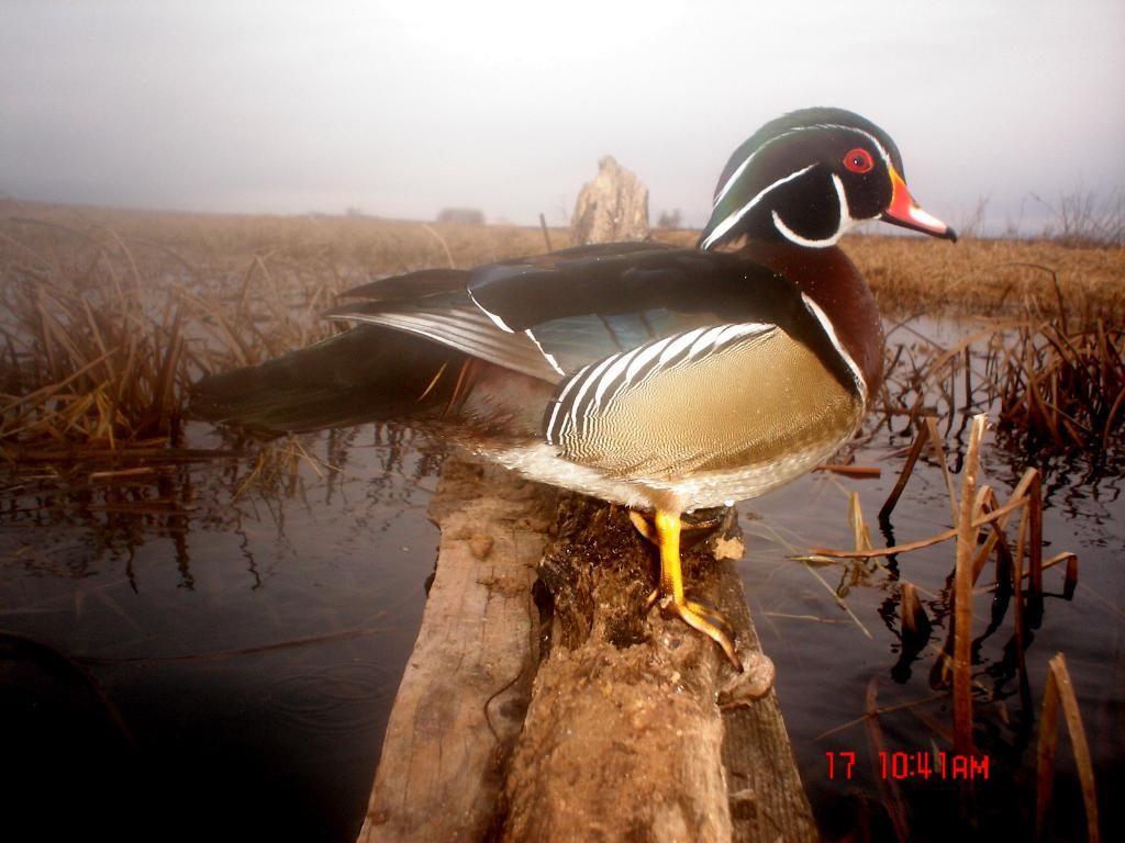 Ryans04-18-2011log23.jpg