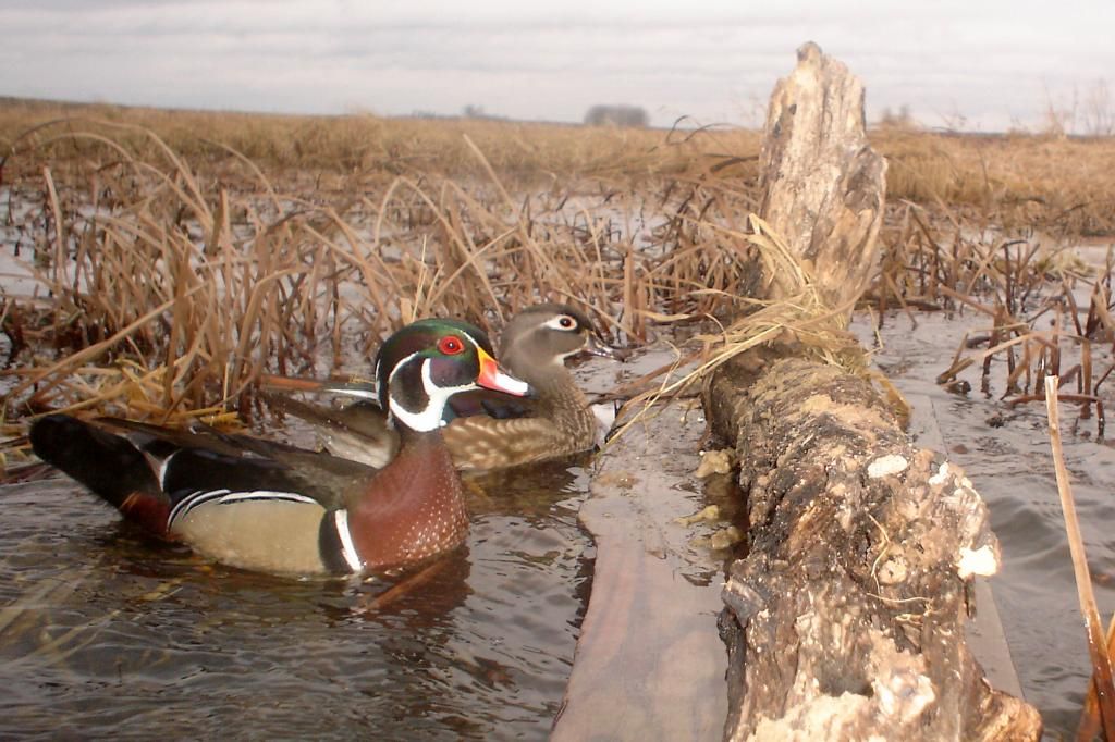 Ryans04-18-2011log3.jpg