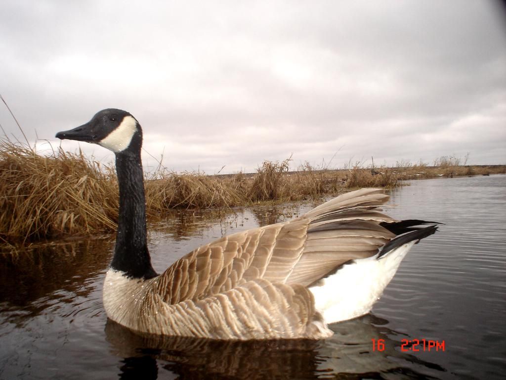 Ryanspond04-18-201114.jpg