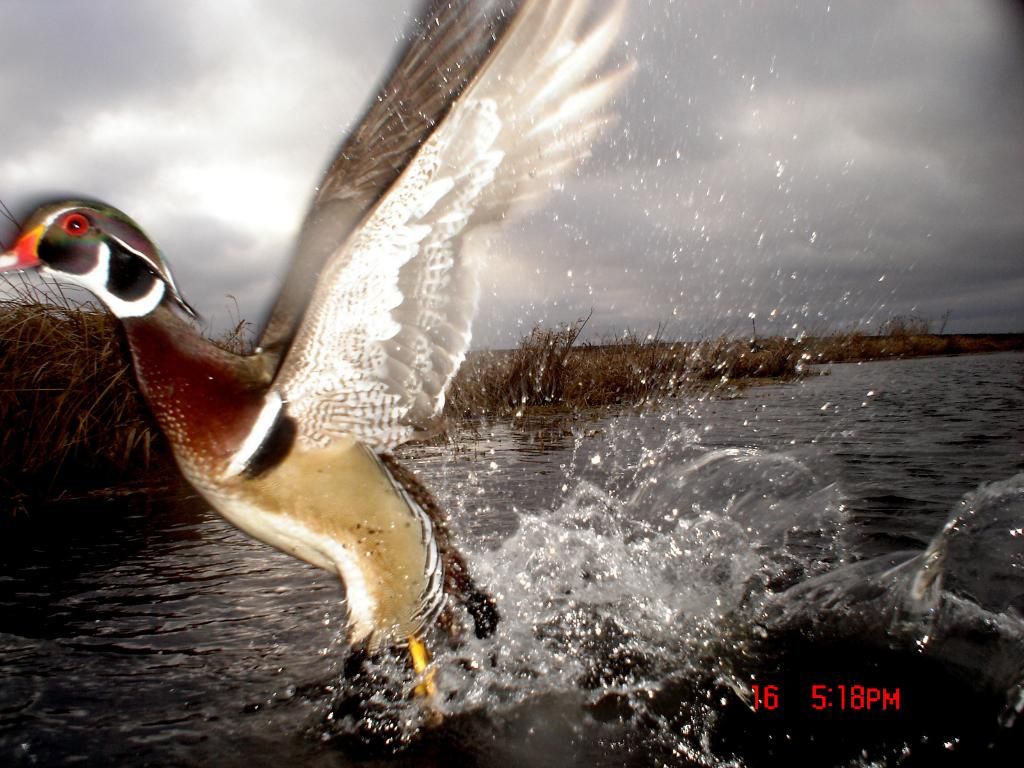 Ryanspond04-18-201120.jpg