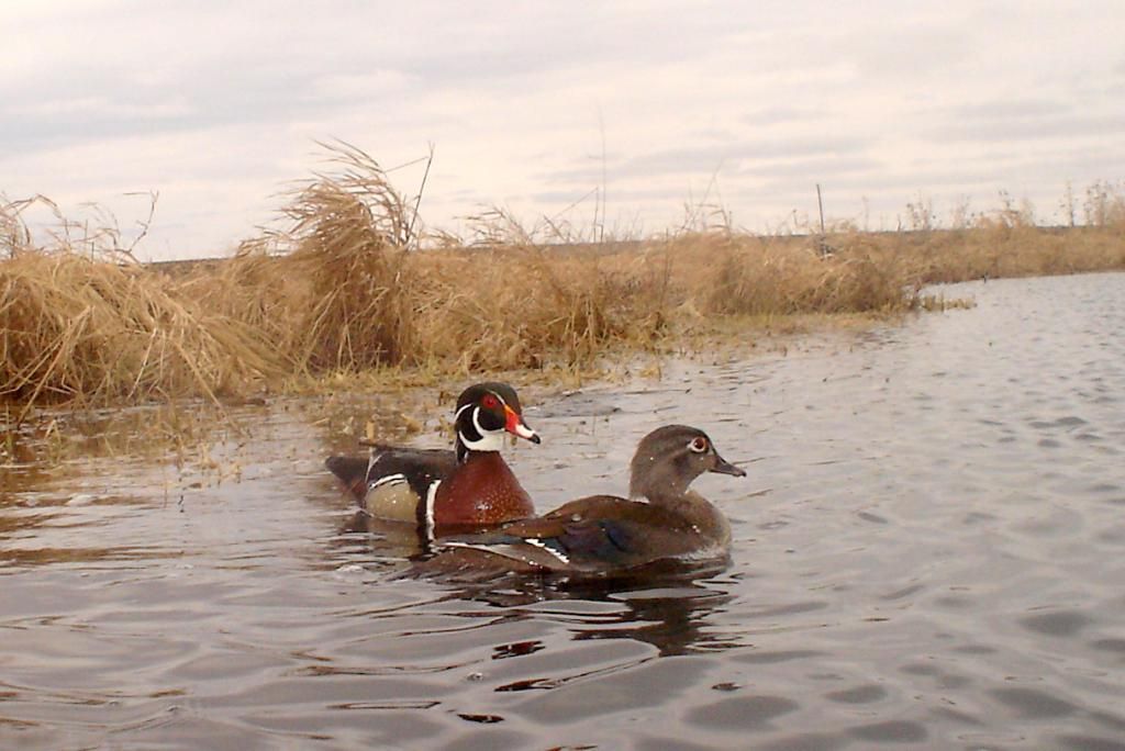 Ryanspond04-18-201124.jpg