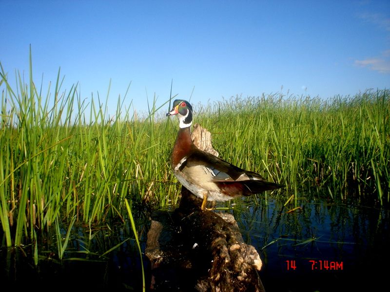 Ryanspond06-14-201110.jpg