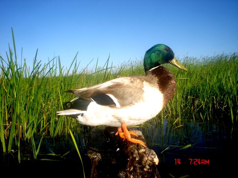 Ryanspond06-14-201111.jpg
