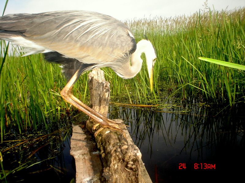 Ryanspond06-28-20111.jpg