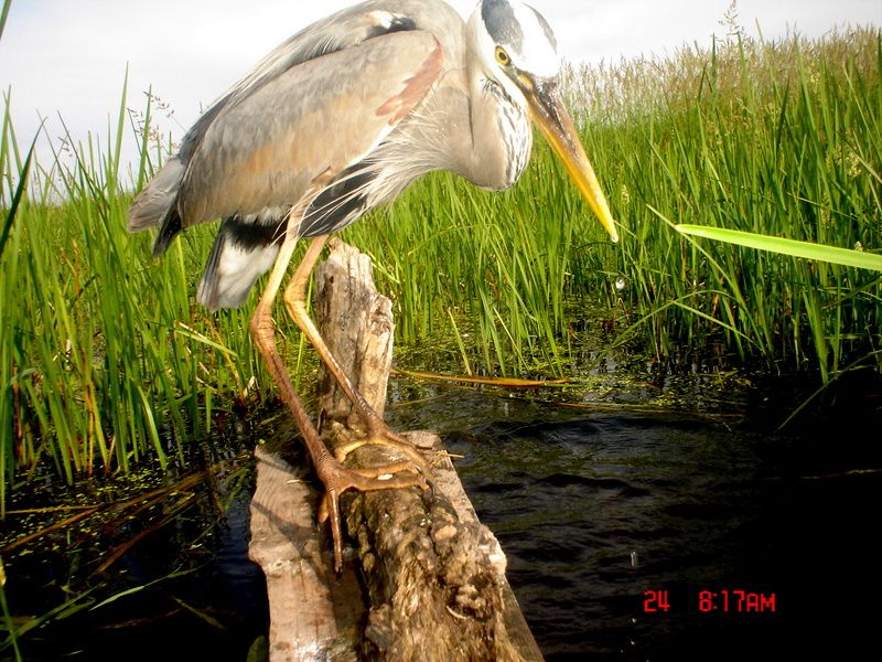 Ryanspond06-28-20112.jpg
