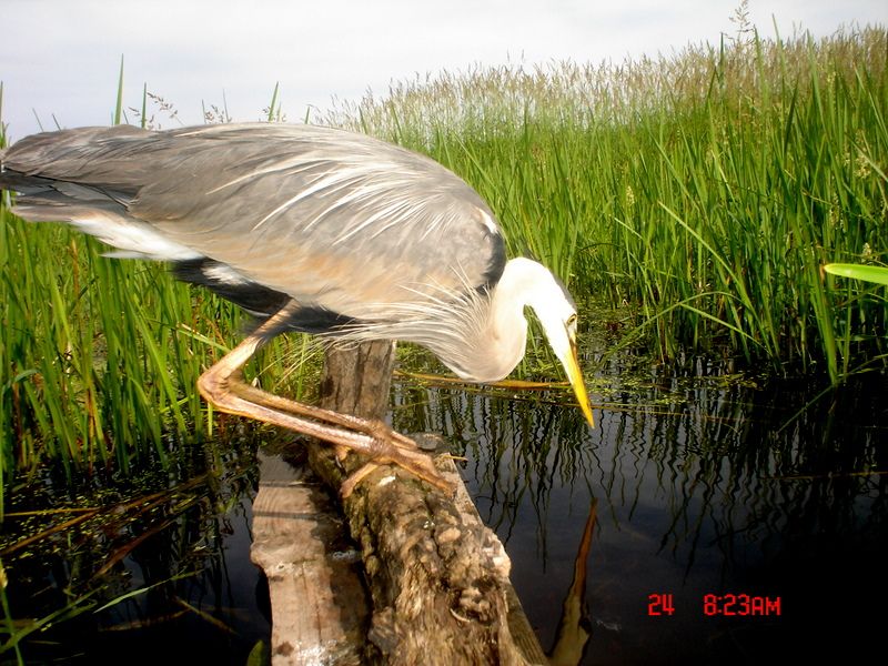 Ryanspond06-28-20116.jpg