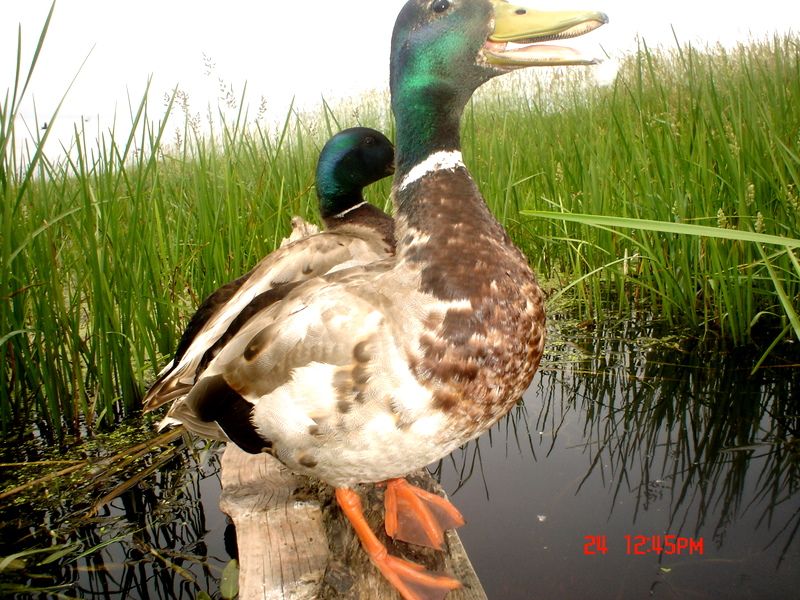 Ryanspond06-28-201173.jpg