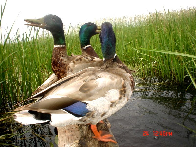 Ryanspond06-28-201176.jpg