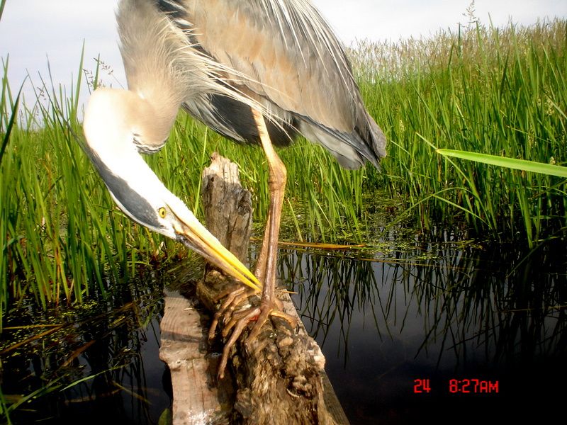 Ryanspond06-28-20118.jpg