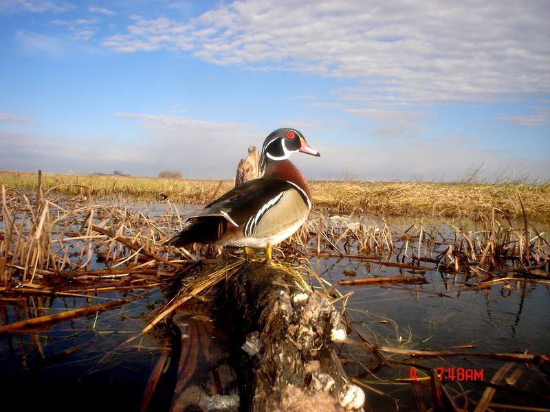 RyanspondP4105-07-2011186.jpg