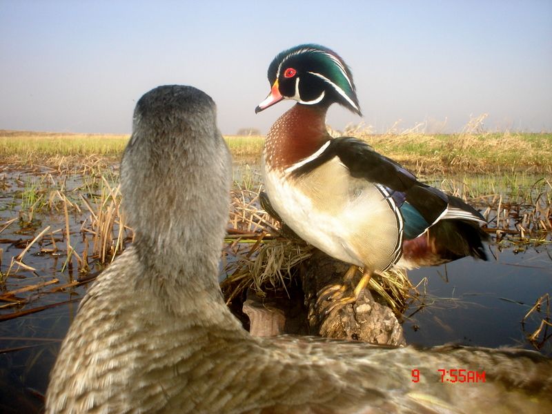 RyanspondS60005-10-2011367.jpg