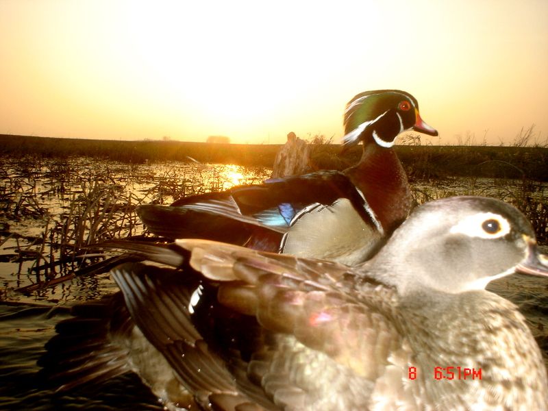 RyanspondS60005-10-201194.jpg