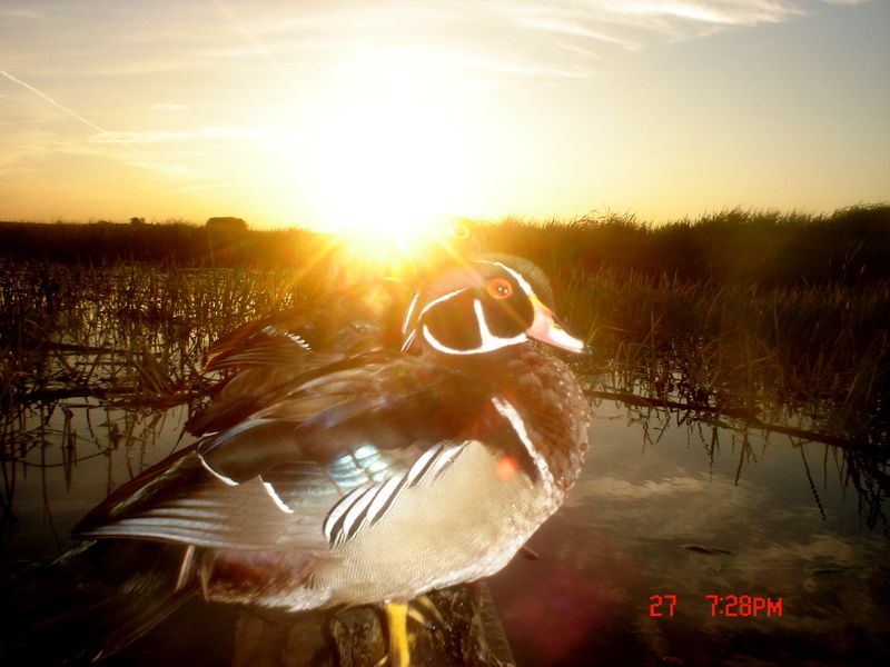 Ryanspondp4105-30-2011270.jpg