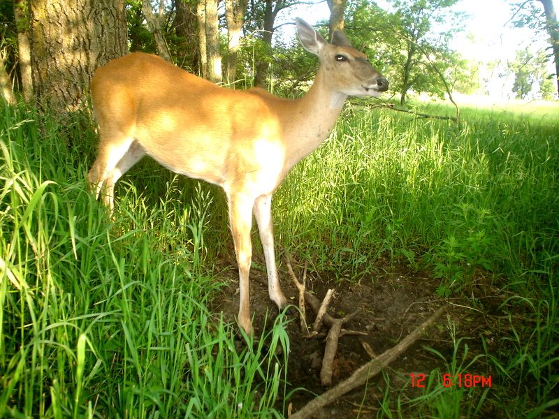 Terrysfirstfawn06-15-201128.jpg