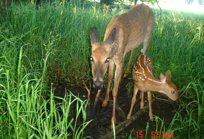 Terrysfirstfawn06-15-201160.jpg