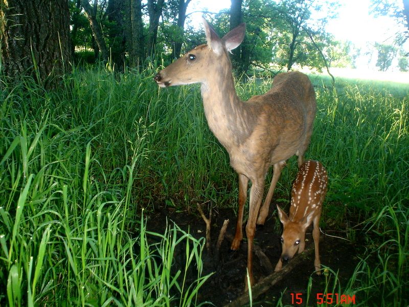 Terrysfirstfawn06-15-201161.jpg