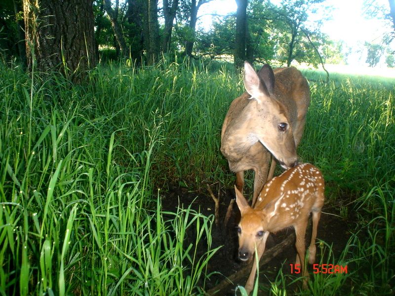 Terrysfirstfawn06-15-201162.jpg