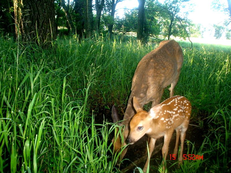 Terrysfirstfawn06-15-201163.jpg