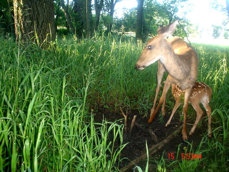 Terrysfirstfawn06-15-201167.jpg