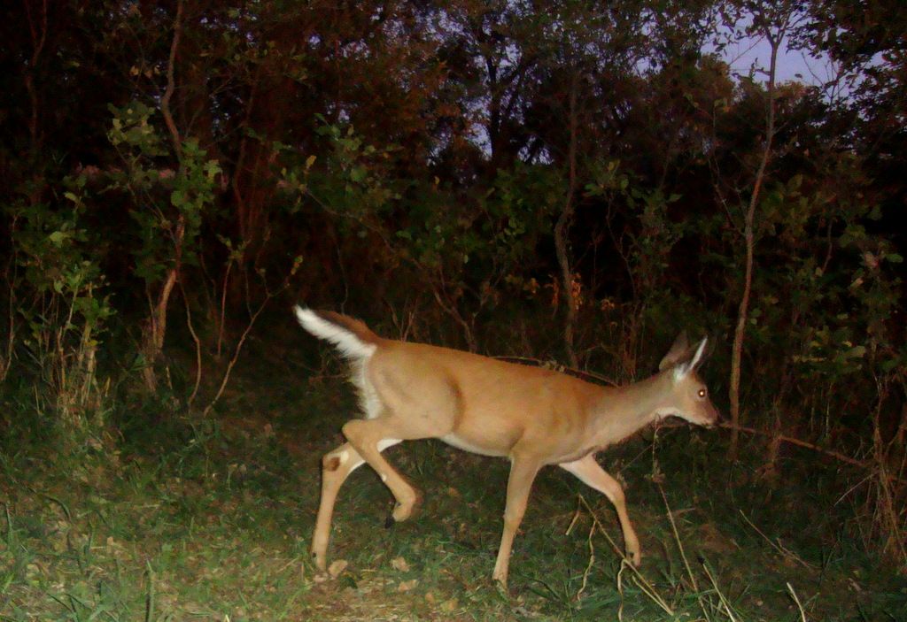 Terrysscrapewest09-24-2013.jpg