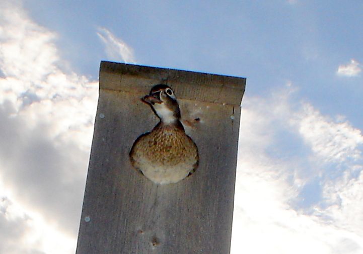 Woodduckhouse06-16-20114.jpg