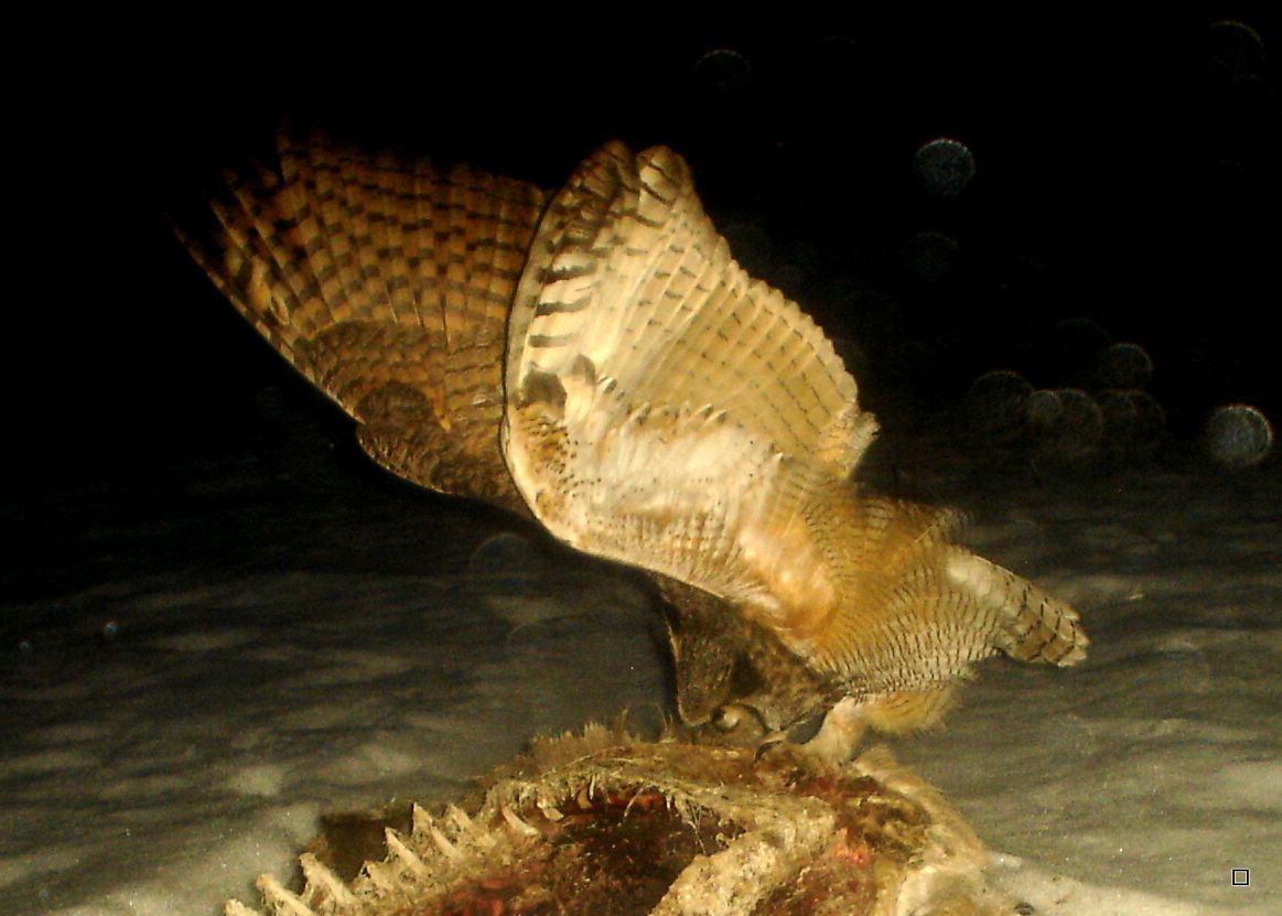 AderleysCarcass03-16-2013298_zpsd9434693.jpg