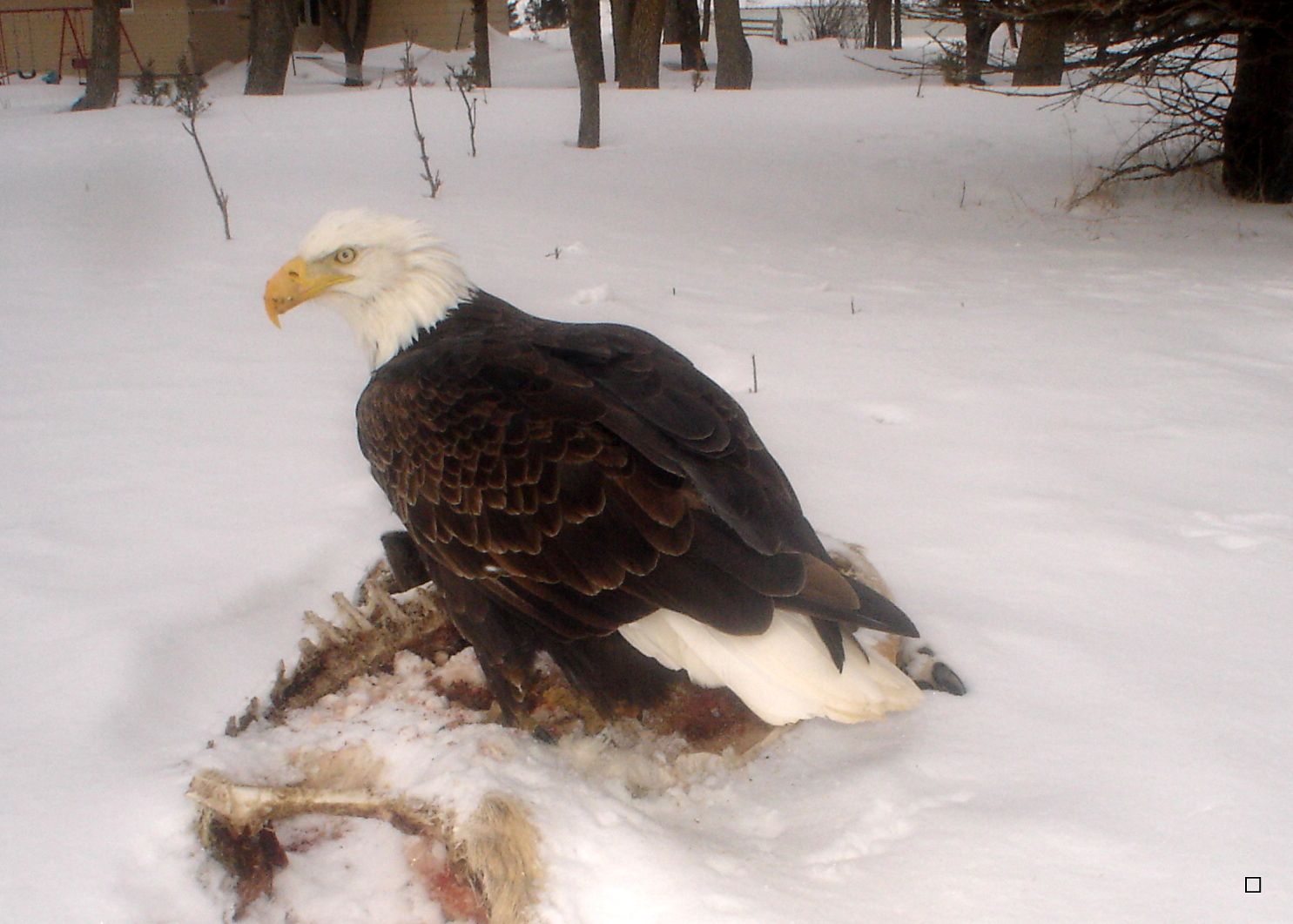 AderleysCarcass03-16-201338_zpsa2e05a57.jpg