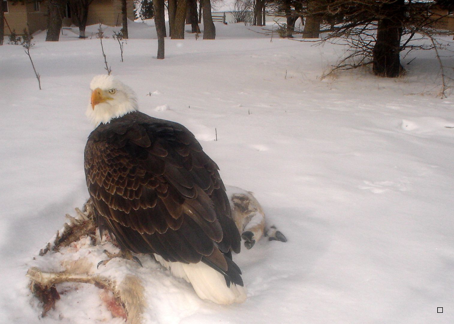 AderleysCarcass03-16-201354_zps0203010a.jpg