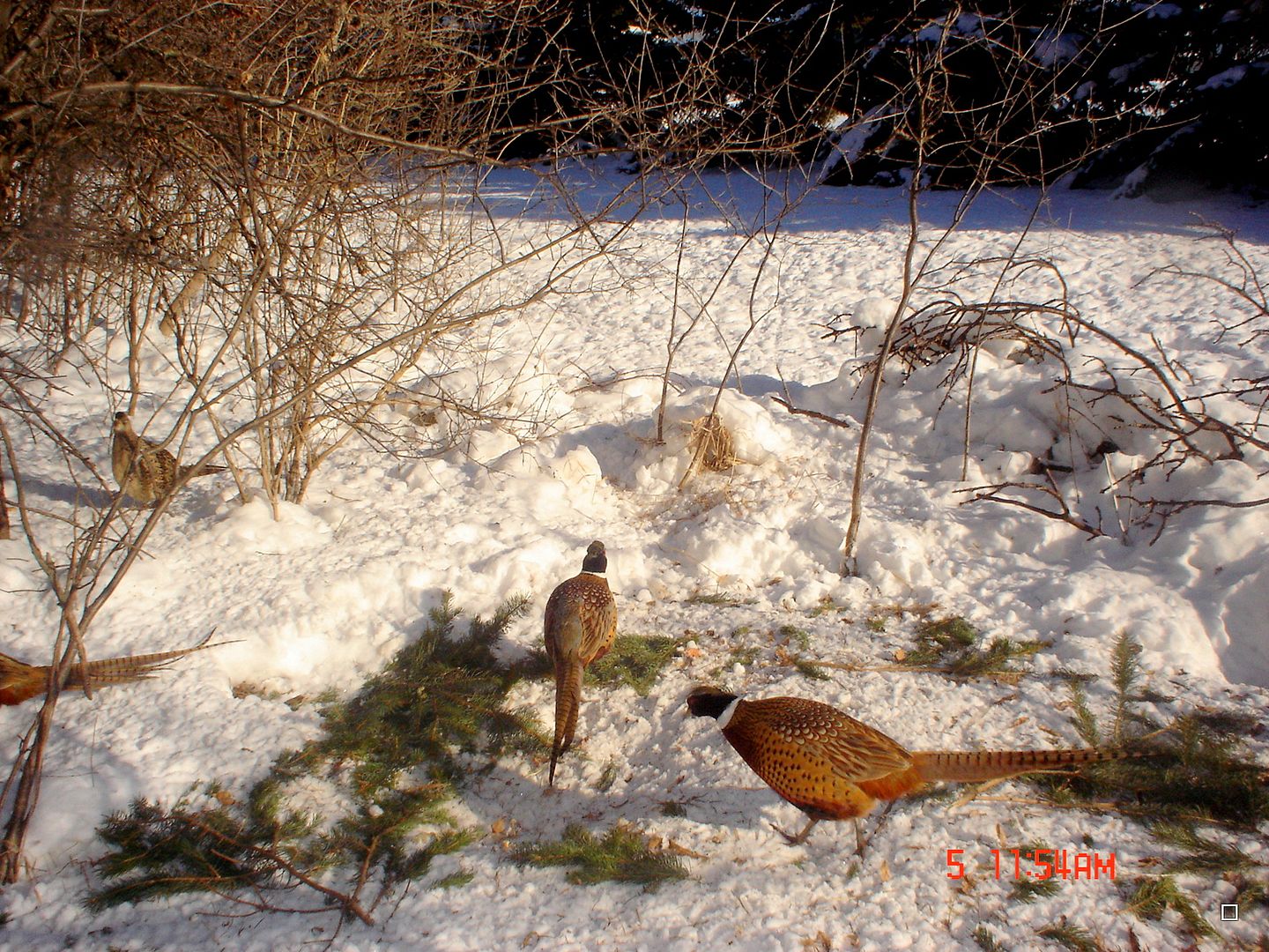 Card01-06-2013109.jpg