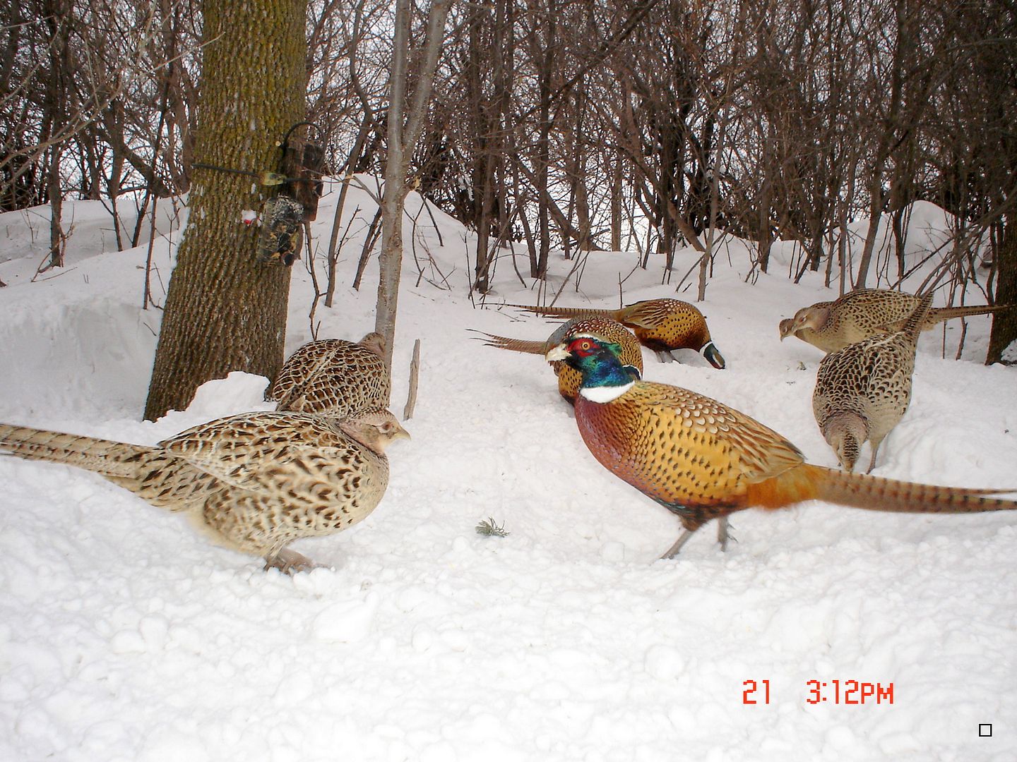 Daves02-22-2013P41960_zps39e118f6.jpg